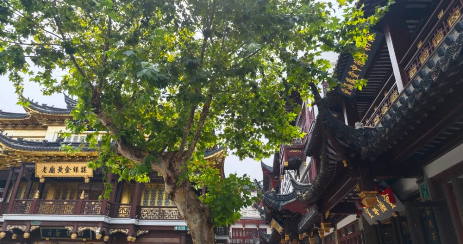 24 Hours in Shanghai: A Perfect One-Day Itinerary